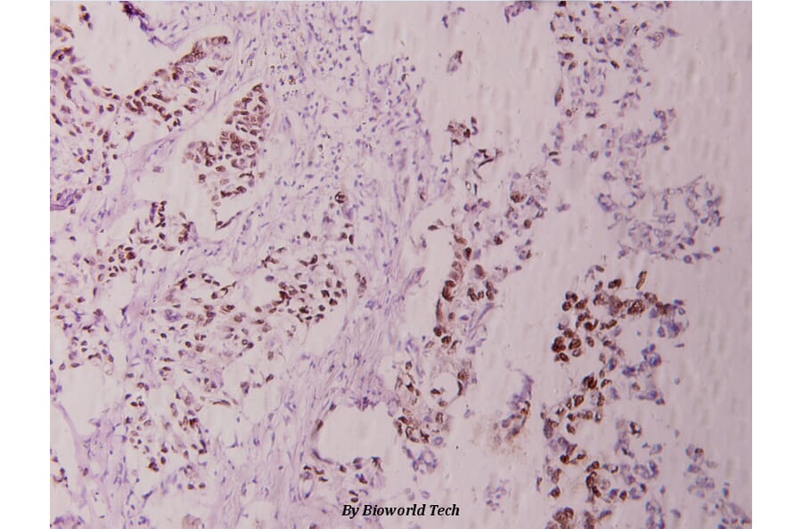 Anti-c-Jun (phospho-S243) Antibody from Bioworld Technology (BS4044) - Antibodies.com