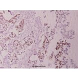 Anti-c-Jun (phospho-S243) Antibody from Bioworld Technology (BS4044) - Antibodies.com