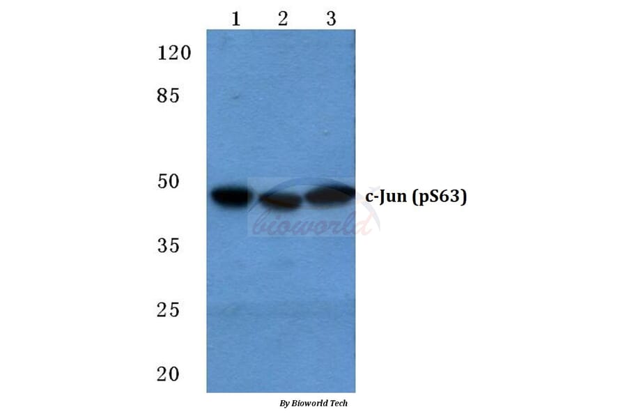 Anti-c-Jun (phospho-S63) Antibody from Bioworld Technology (BS4045) - Antibodies.com