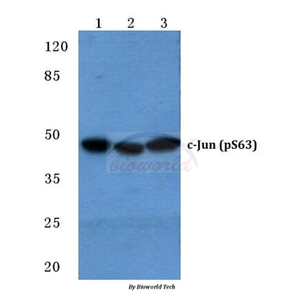 Anti-c-Jun (phospho-S63) Antibody from Bioworld Technology (BS4045) - Antibodies.com