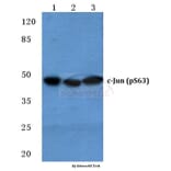 Anti-c-Jun (phospho-S63) Antibody from Bioworld Technology (BS4045) - Antibodies.com
