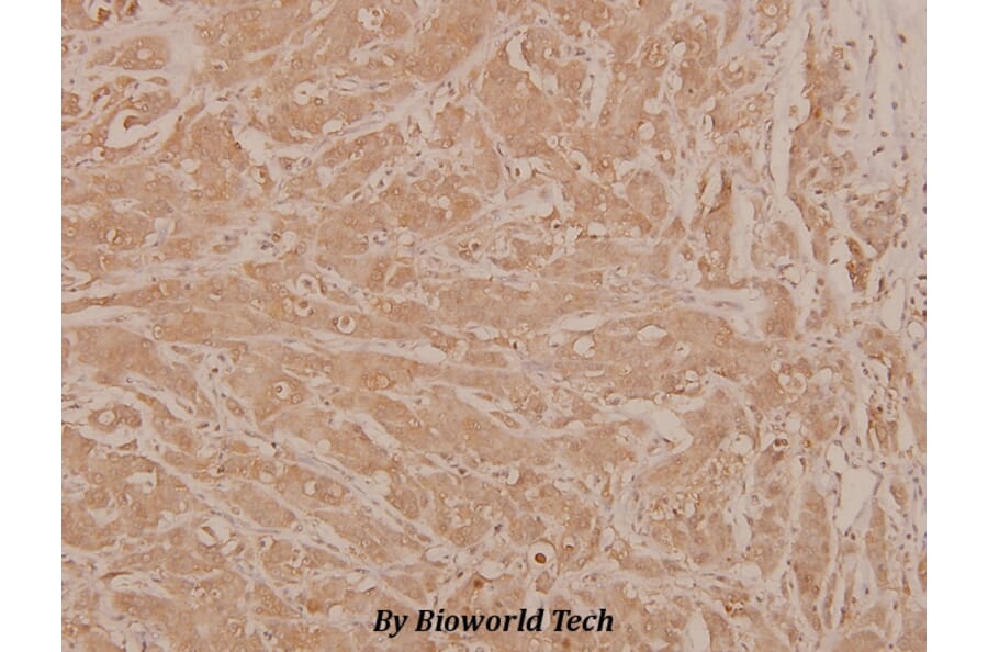 Anti-c-Jun (phospho-S63) Antibody from Bioworld Technology (BS4045) - Antibodies.com