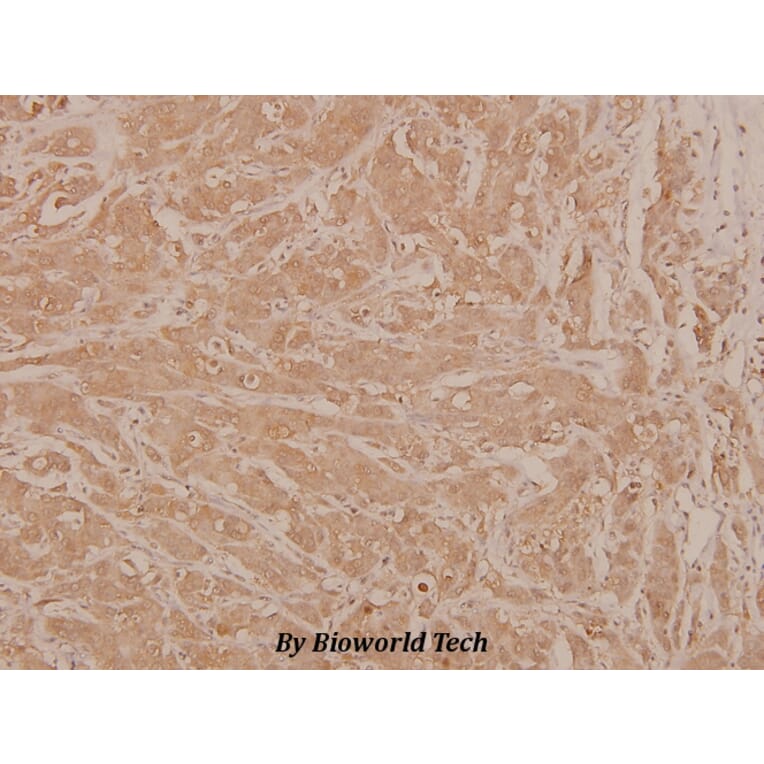 Anti-c-Jun (phospho-S63) Antibody from Bioworld Technology (BS4045) - Antibodies.com