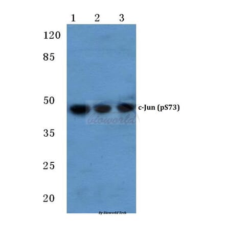 Anti-c-Jun (phospho-S73) Antibody from Bioworld Technology (BS4046) - Antibodies.com