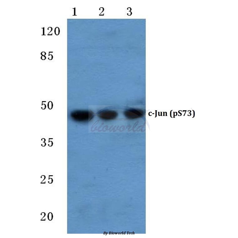 Anti-c-Jun (phospho-S73) Antibody from Bioworld Technology (BS4046) - Antibodies.com