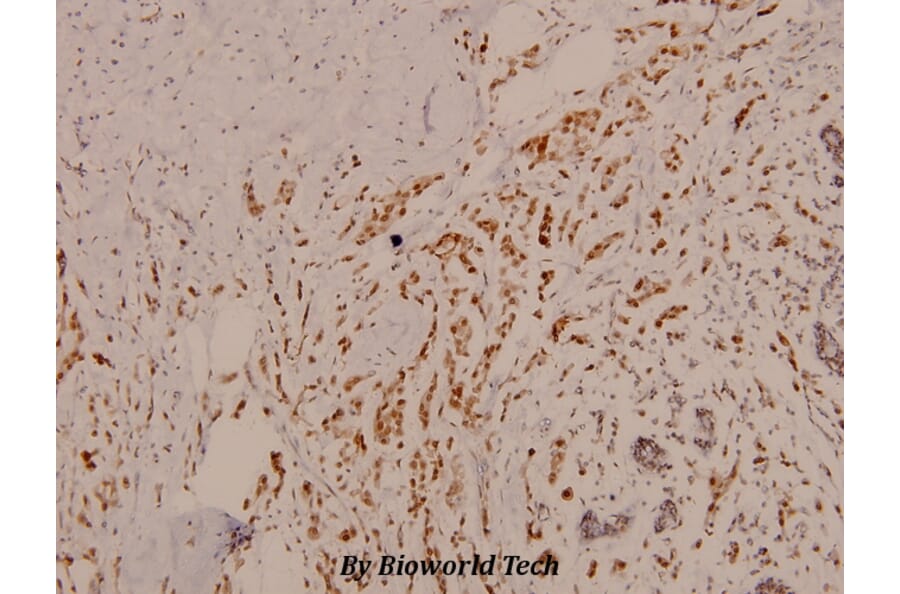 Anti-c-Jun (phospho-S73) Antibody from Bioworld Technology (BS4046) - Antibodies.com