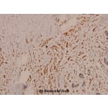 Anti-c-Jun (phospho-S73) Antibody from Bioworld Technology (BS4046) - Antibodies.com