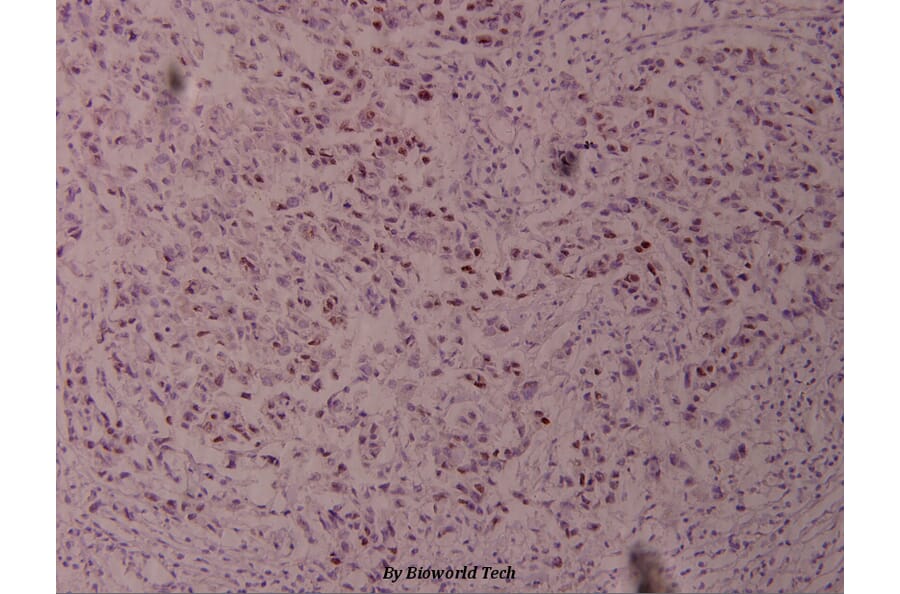 Anti-c-Jun (phospho-T239) Antibody from Bioworld Technology (BS4047) - Antibodies.com