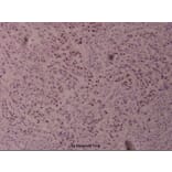 Anti-c-Jun (phospho-T239) Antibody from Bioworld Technology (BS4047) - Antibodies.com