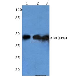 Anti-c-Jun (phospho-T91) Antibody from Bioworld Technology (BS4048) - Antibodies.com