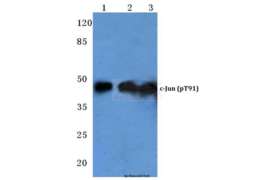 Anti-c-Jun (phospho-T91) Antibody from Bioworld Technology (BS4048) - Antibodies.com