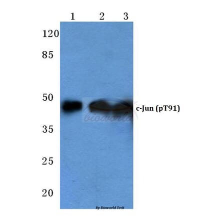 Anti-c-Jun (phospho-T91) Antibody from Bioworld Technology (BS4048) - Antibodies.com