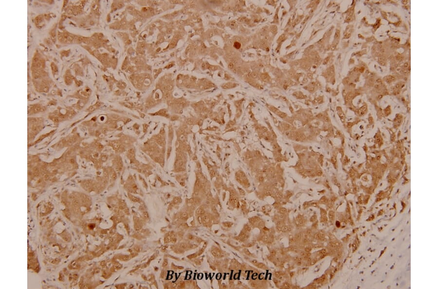 Anti-c-Jun (phospho-T91) Antibody from Bioworld Technology (BS4048) - Antibodies.com