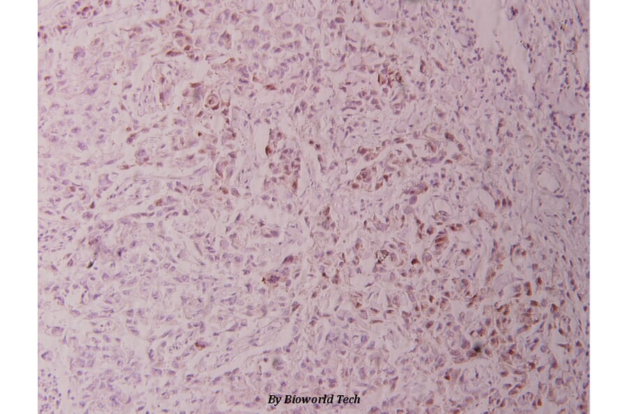 Anti-c-Jun (phospho-T93) Antibody from Bioworld Technology (BS4049) - Antibodies.com