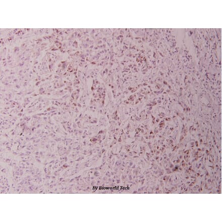 Anti-c-Jun (phospho-T93) Antibody from Bioworld Technology (BS4049) - Antibodies.com
