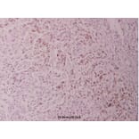 Anti-c-Jun (phospho-T93) Antibody from Bioworld Technology (BS4049) - Antibodies.com