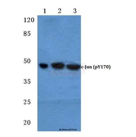 Anti-c-Jun (phospho-Y170) Antibody from Bioworld Technology (BS4050) - Antibodies.com