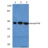 Anti-c-Jun (phospho-Y170) Antibody from Bioworld Technology (BS4050) - Antibodies.com