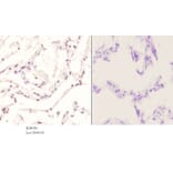 Anti-c-Jun (phospho-Y170) Antibody from Bioworld Technology (BS4050) - Antibodies.com