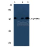 Anti-Cot (phospho-T290) Antibody from Bioworld Technology (BS4051) - Antibodies.com