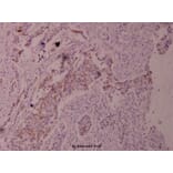 Anti-Cot (phospho-T290) Antibody from Bioworld Technology (BS4051) - Antibodies.com