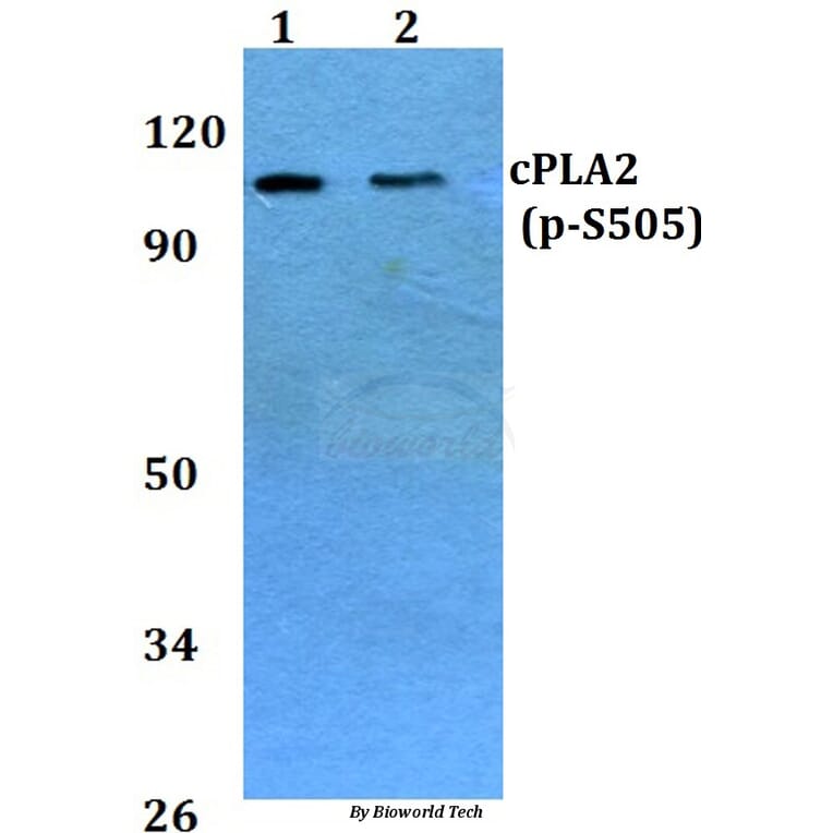 Anti-cPLA2 (phospho-S505) Antibody from Bioworld Technology (BS4052) - Antibodies.com