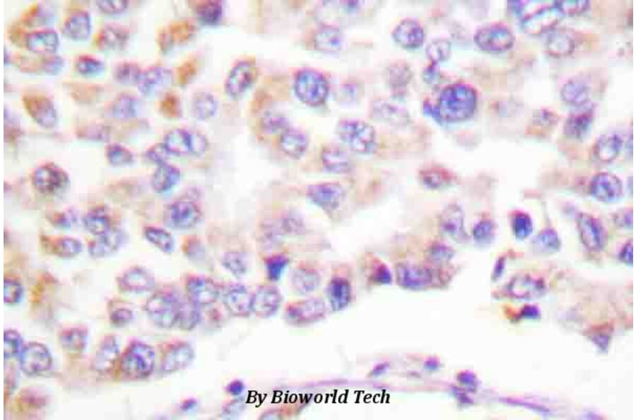 Anti-cPLA2 (phospho-S505) Antibody from Bioworld Technology (BS4052) - Antibodies.com