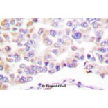 Anti-cPLA2 (phospho-S505) Antibody from Bioworld Technology (BS4052) - Antibodies.com
