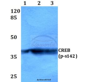 Anti-CREB (phospho-S142) Antibody from Bioworld Technology (BS4054) - Antibodies.com