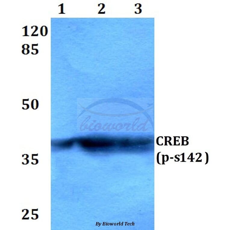 Anti-CREB (phospho-S142) Antibody from Bioworld Technology (BS4054) - Antibodies.com