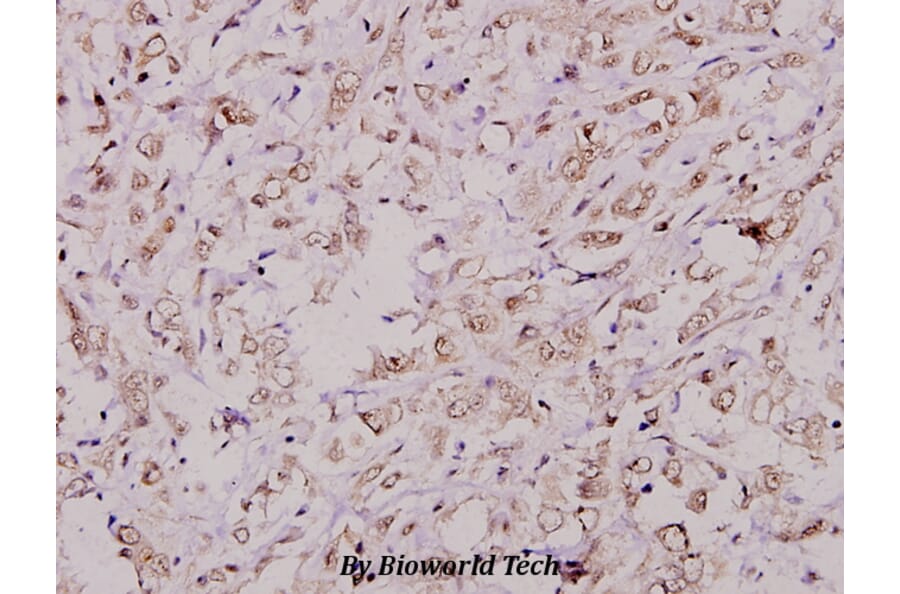 Anti-CREB (phospho-S142) Antibody from Bioworld Technology (BS4054) - Antibodies.com