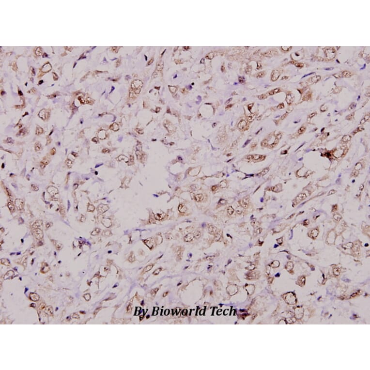 Anti-CREB (phospho-S142) Antibody from Bioworld Technology (BS4054) - Antibodies.com