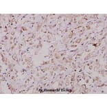 Anti-CREB (phospho-S142) Antibody from Bioworld Technology (BS4054) - Antibodies.com