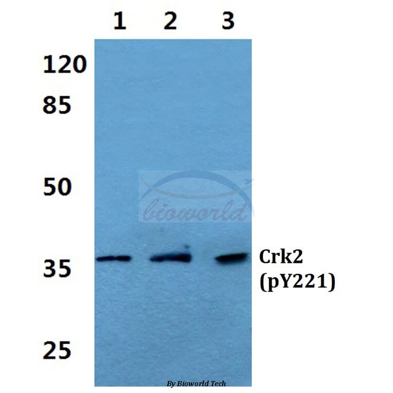 Anti-Crk2 (phospho-Y221) Antibody from Bioworld Technology (BS4055) - Antibodies.com