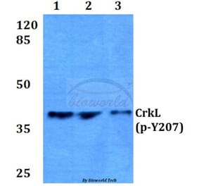 Anti-CrkL (phospho-Y207) Antibody from Bioworld Technology (BS4056) - Antibodies.com