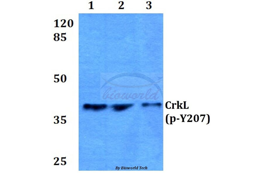 Anti-CrkL (phospho-Y207) Antibody from Bioworld Technology (BS4056) - Antibodies.com
