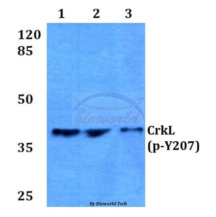 Anti-CrkL (phospho-Y207) Antibody from Bioworld Technology (BS4056) - Antibodies.com