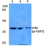 Anti-CrkL (phospho-Y207) Antibody from Bioworld Technology (BS4056) - Antibodies.com