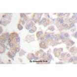 Anti-CrkL (phospho-Y207) Antibody from Bioworld Technology (BS4056) - Antibodies.com