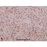 Anti-Cyclin E1 (phospho-T395) Antibody from Bioworld Technology (BS4057) - Antibodies.com