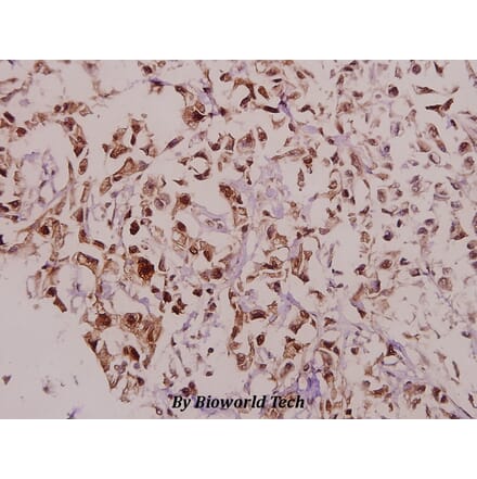 Anti-DARPP-32 (phospho-T75) Antibody from Bioworld Technology (BS4058) - Antibodies.com