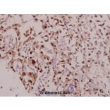 Anti-DARPP-32 (phospho-T75) Antibody from Bioworld Technology (BS4058) - Antibodies.com