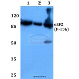 Anti-EEF2 (phospho-T56) Antibody from Bioworld Technology (BS4059) - Antibodies.com