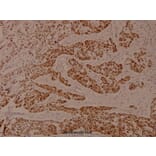 Anti-EEF2 (phospho-T56) Antibody from Bioworld Technology (BS4059) - Antibodies.com