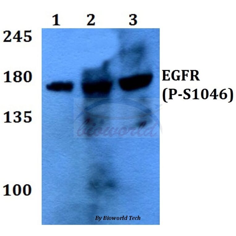 Anti-EGFR (phospho-S1046) Antibody from Bioworld Technology (BS4061) - Antibodies.com