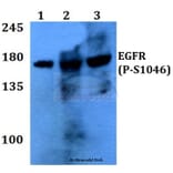 Anti-EGFR (phospho-S1046) Antibody from Bioworld Technology (BS4061) - Antibodies.com