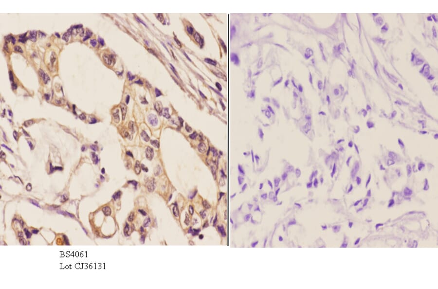 Anti-EGFR (phospho-S1046) Antibody from Bioworld Technology (BS4061) - Antibodies.com