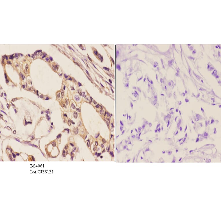 Anti-EGFR (phospho-S1046) Antibody from Bioworld Technology (BS4061) - Antibodies.com