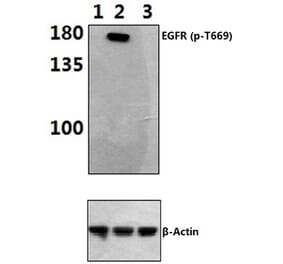 Anti-EGFR (phospho-T669) Antibody from Bioworld Technology (BS4063) - Antibodies.com