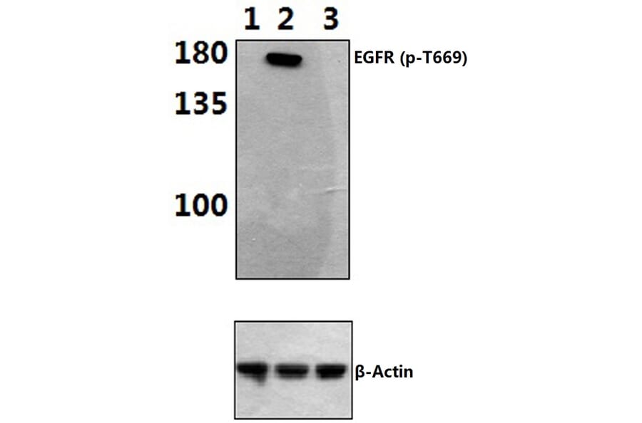 Anti-EGFR (phospho-T669) Antibody from Bioworld Technology (BS4063) - Antibodies.com